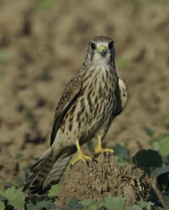 Kestrel