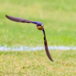 Barn Swallow (1st yr bird)