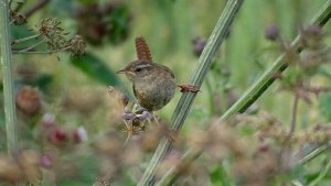 Wren