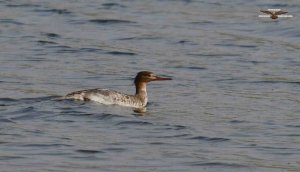 Red-breasted Merganser