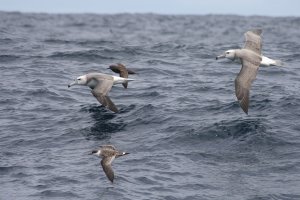 two shy albatrosses with sooty and great shearwaters