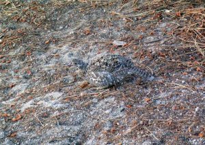 female Blue Grouse / Yosemite