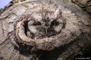 Eastern Screech-Owl