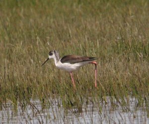 Black-winged stilt