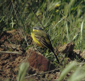 Iberian Yellow Wagtail