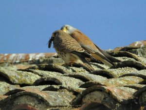 Lesser Kestrels