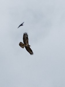 Buzzard mobbed