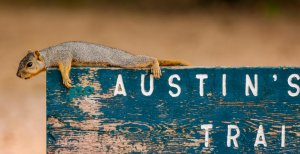 Texas Fox Squirrel