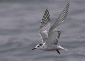 Aleutian Tern