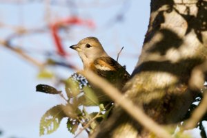 Brambling