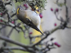 Goldcrest