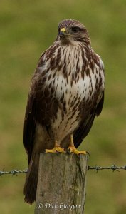 Buzzard