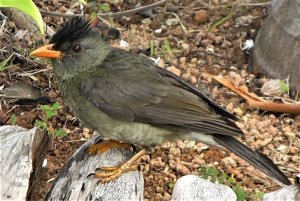 Seychelles Bulbul