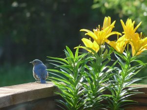 Eastern Bluebird