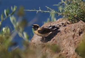 Eastern black eared wheatear