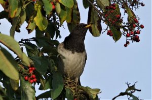 black throated thrush