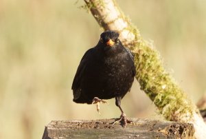 dancing blackbird