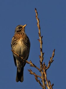 fieldfare