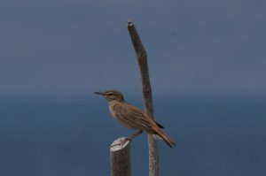 rufous bush robin