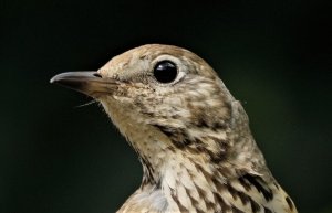 song thrush