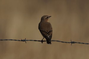 wheatear