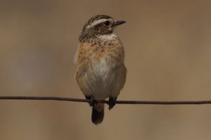 whinchat