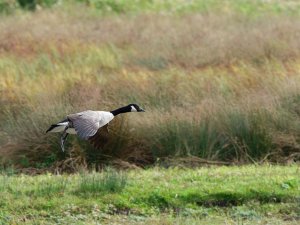 Canada Goose landing