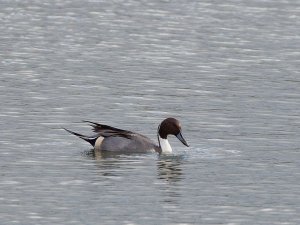 Male Pintail