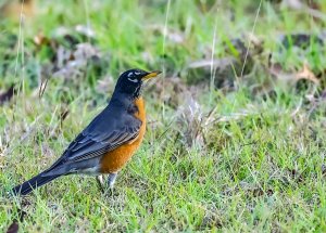 American Robin (male).jpg