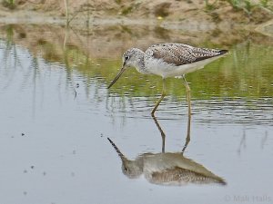 Greenshank 7636.jpeg