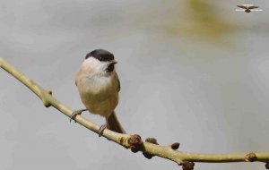 Marsh Tit 3778 (1).jpg