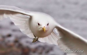 common  gull