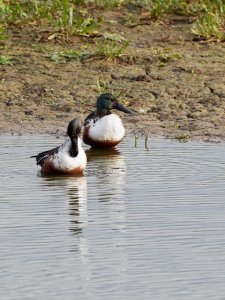 Two male Shovelers