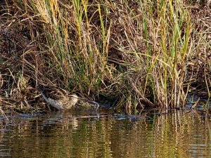 Snipe drinking water