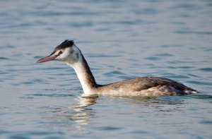 Great Crested Grebe