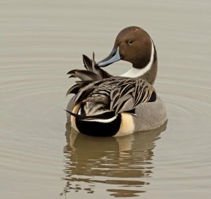 Pintail.jpg