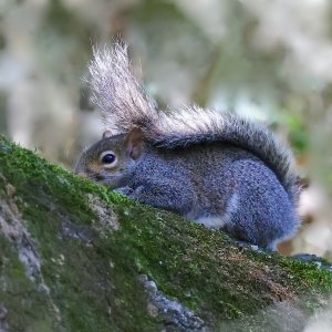 Eastern Gray Squirrel.jpg