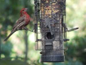 House_Finch_SB.jpg