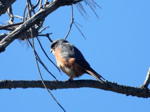 American Kestrel.JPG