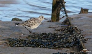 Grey Plover .jpg