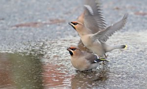 Spare me your dance moves!!     Waxwing
