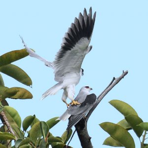 Merry Christmas (Mating Black-winged Kite)