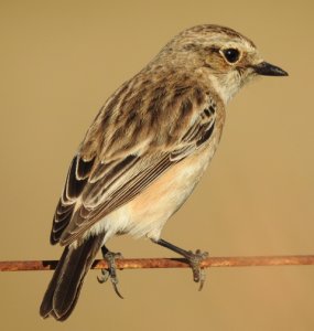 Siberian Stonechat Female