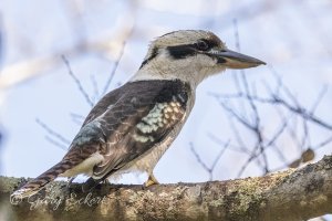 Laughing Kookaburra