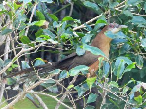 Great Lizard-Cuckoo.JPG