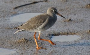 Redshank