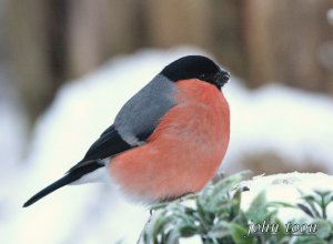 bullfinch