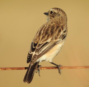 Siberian Stonechat Female