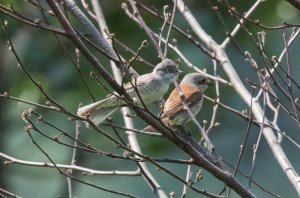 Barred Warbler and Red-backed Shrike
