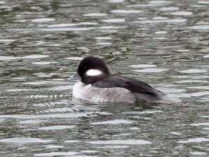 Female Bufflehead